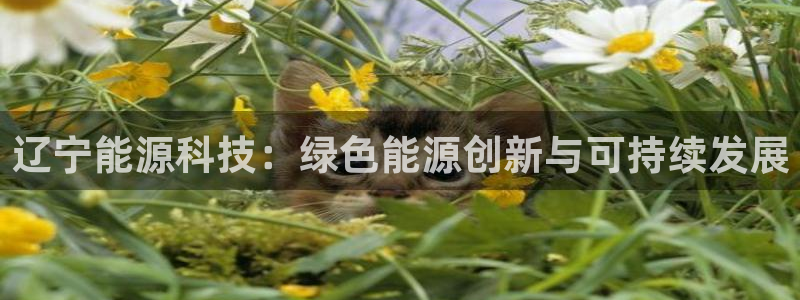 sunbet中文